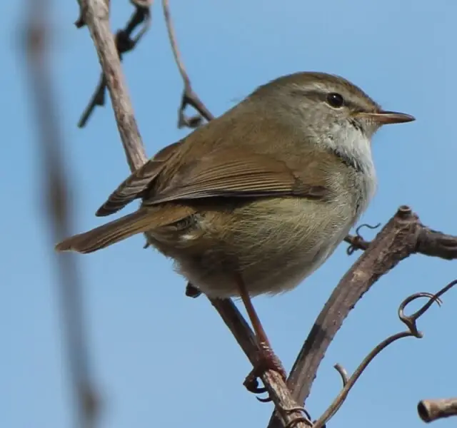 Cettia diphone cantans (Japanese Bush Warbler) on branch, male in Aichi prefecture, Japan.