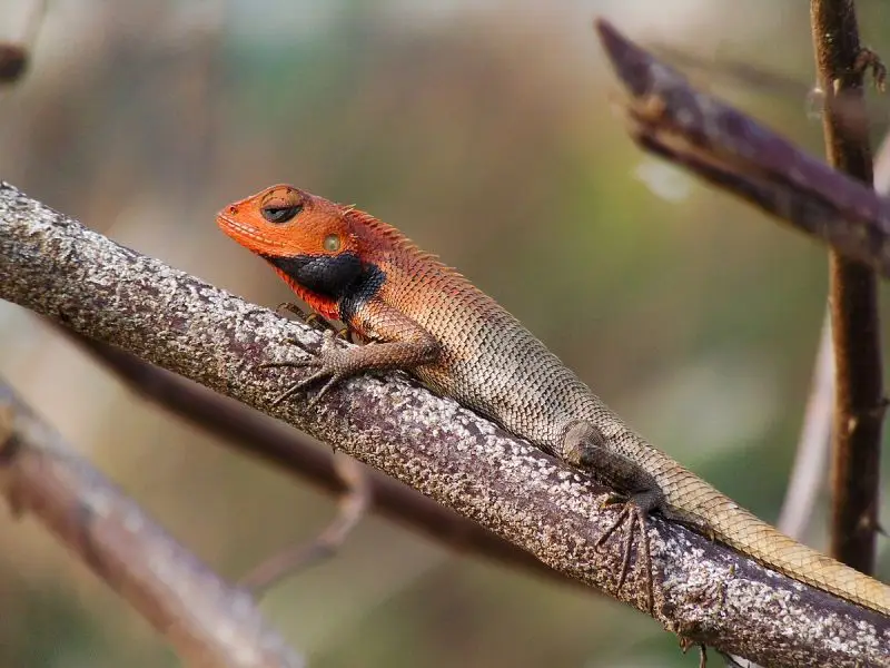 Oriental Garden Lizard - Facts, Diet, Habitat & Pictures on 