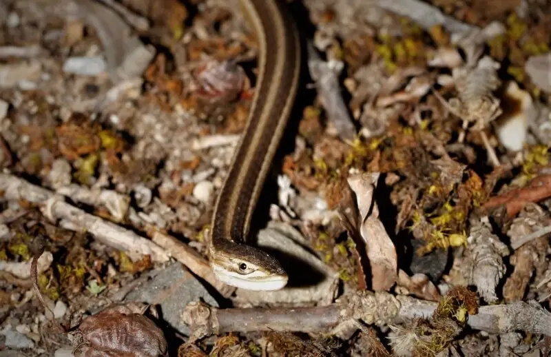 Cape grass lizard - Facts, Diet, Habitat & Pictures on Animalia.bio