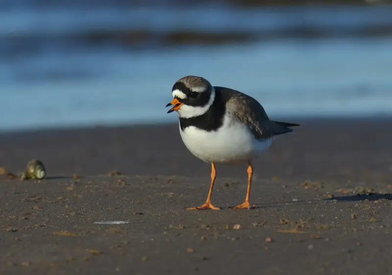 Common ringed plover Facts, Diet, Habitat & Pictures on Animalia.bio