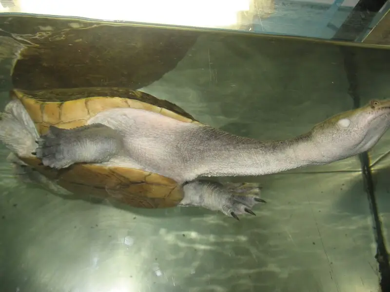 ?????????????? ???????????? ???????? ?? ?????????? ????????.
New Guinea Sneck Turtle From Seversk zoo.