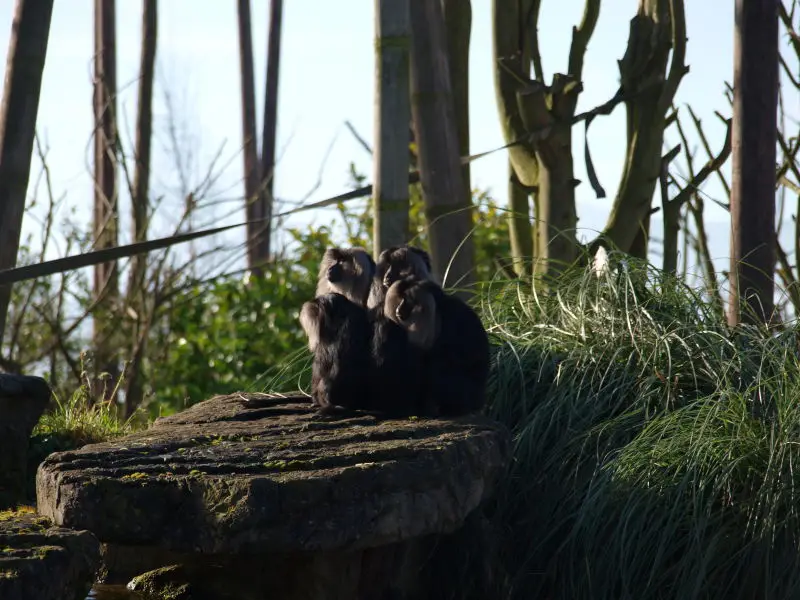 Chester Zoo