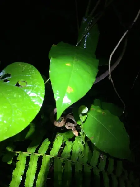 Puerto Rican Boa (Chilabothrus inornatus)