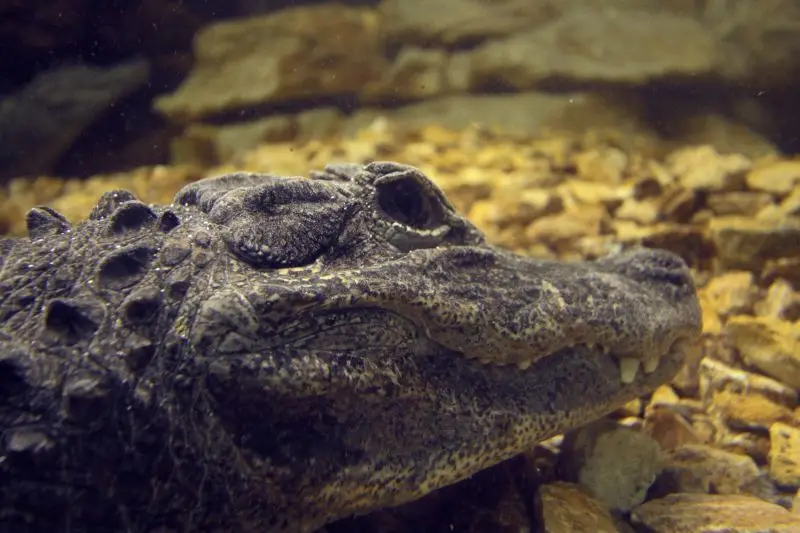 Chinese Alligator