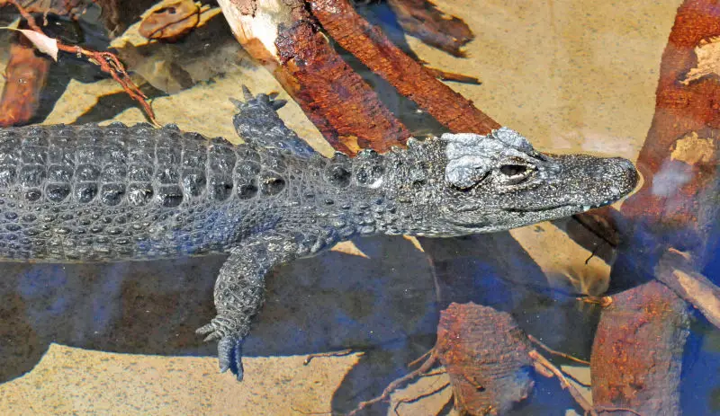 Chinese Alligator - Facts, Diet, Habitat & Pictures On Animalia.bio