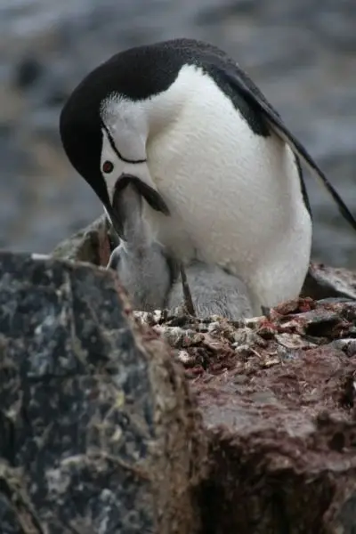 Chinstrap feeding its young