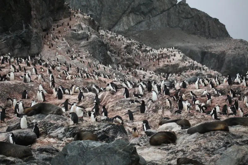 Chinstrap Penguins and Antarctic Fur Seals at Point Wild, Elephant Island
