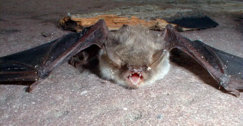 Natterer's bat (Myotis nattereri) in Bensheim (Germany).