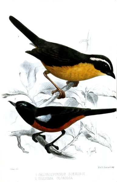 Slaty-backed hemispingus