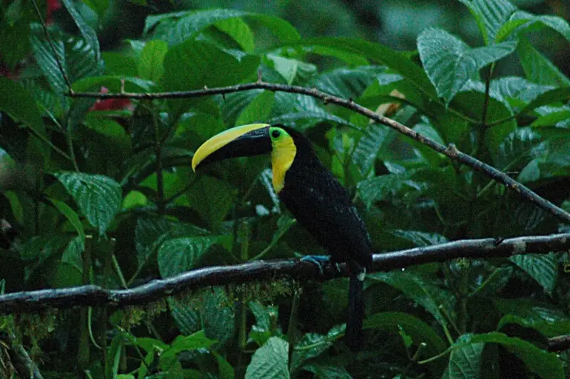 Choco Toucan - 8 June 2015 - Milpe Reserve, Las Bancos, Pichincha Province, Ecuador