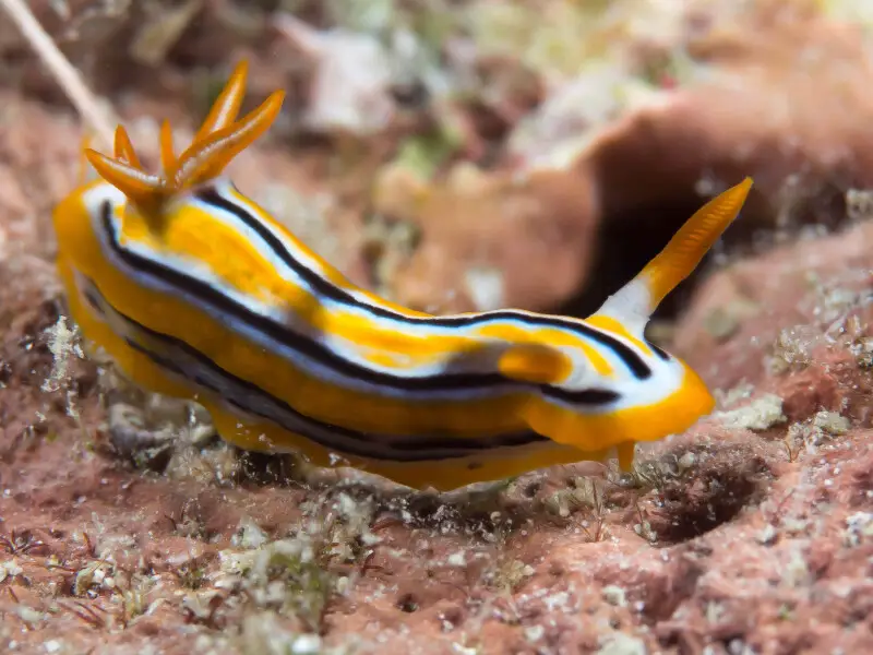 Romblon, Philippines - Chromodoris colemani