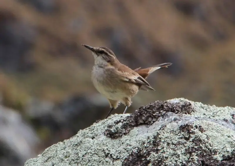 Cream-winged Cinclodes (Cinclodes albiventris)