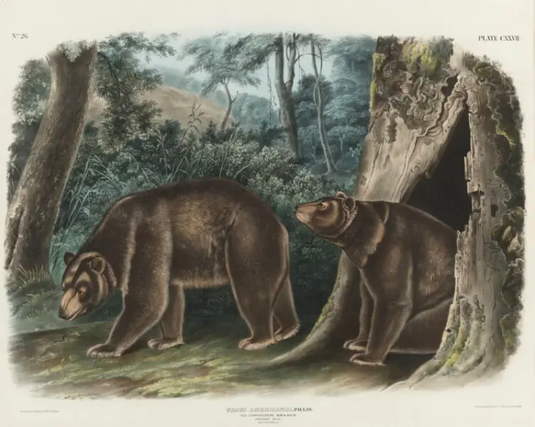 Cinnamon bear
PLATE CXXVII
hand-colored lithograph
1847-1848
on wove paper
555 by 700 mm