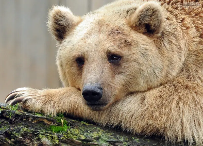 A cinnamon bear, thinking deep thoughts. As they do.

Germany, 2010