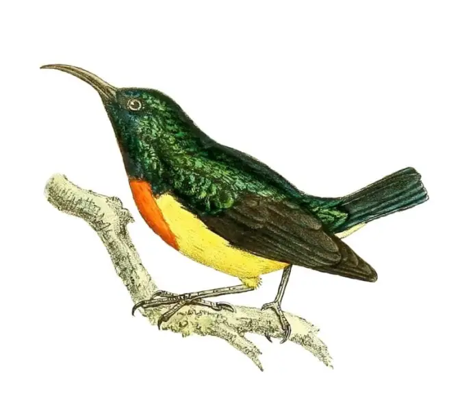 Nectarinia coquereli = Cinnyris coquerellii (Mayotte Sunbird)