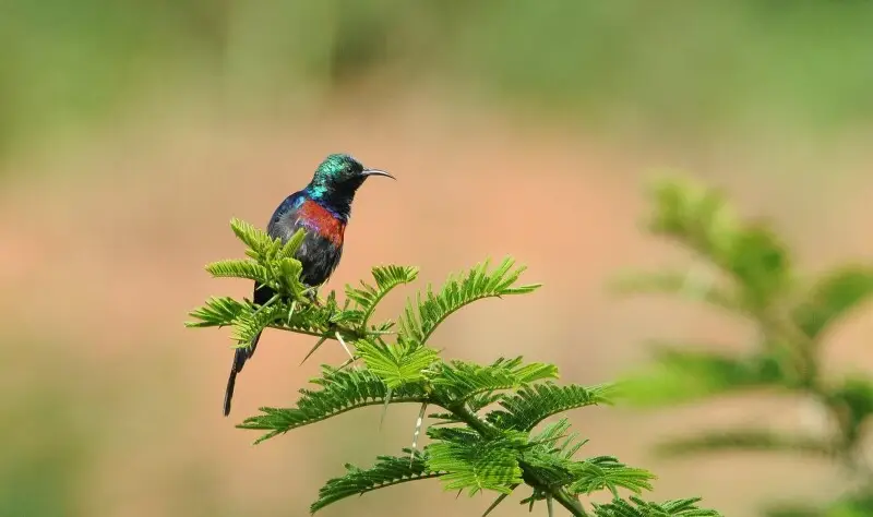 An adult male Red-chested Sunbird in Rwanda
