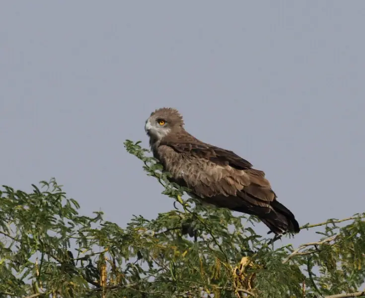 Short toed snake eagle resting in velavadar national park , Gujurat