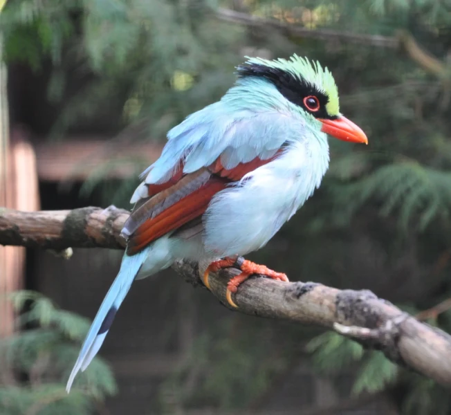 Indochinese green magpie