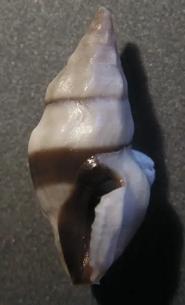 Clavus exasperatus (L. A. Reeve, 1843, a sea snail from the family Drilliidae; Philippines