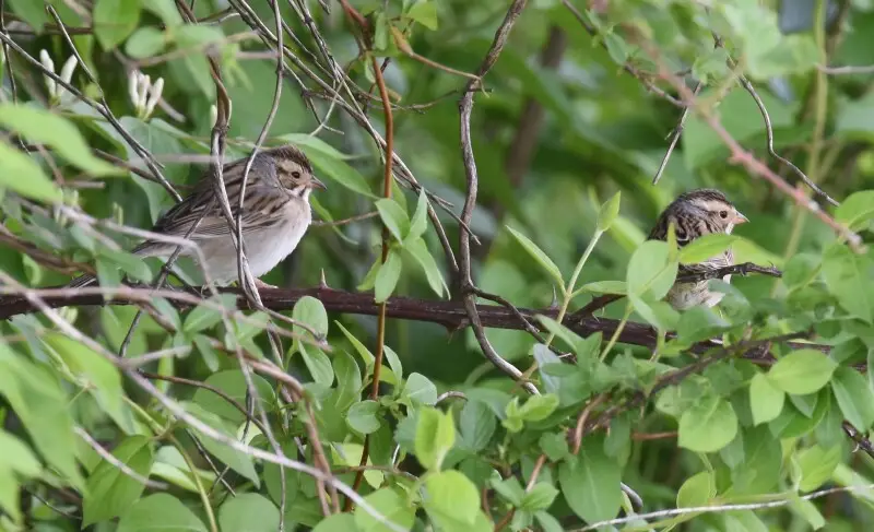 Clay-colored Sparrows on Blue Grosbeak Trail
