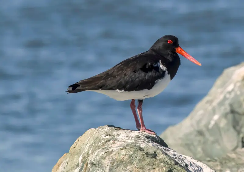 Pied oystercatcher Facts, Diet, Habitat & Pictures on Animalia.bio