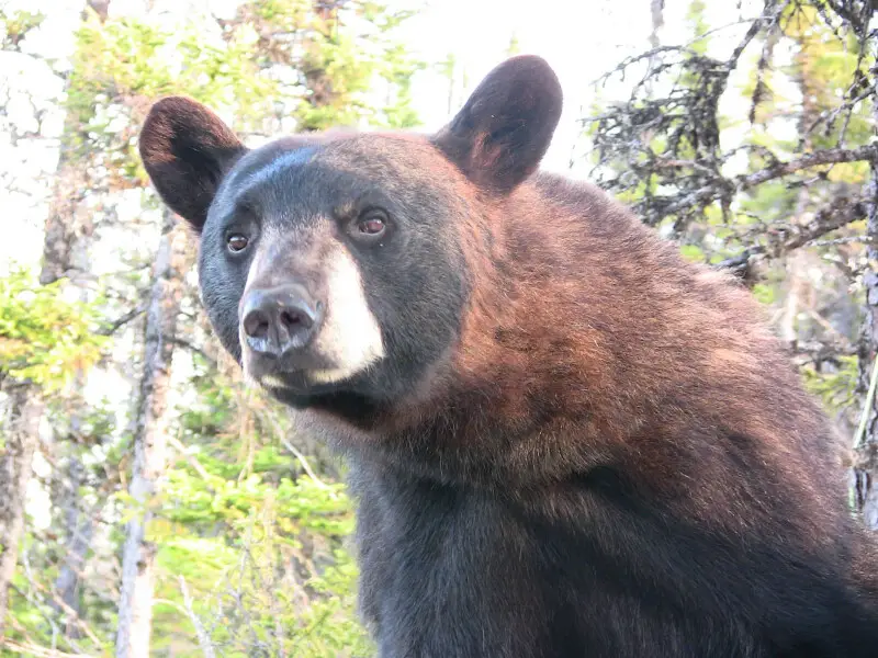 Cinnamon bear Facts, Diet, Habitat & Pictures on Animalia.bio