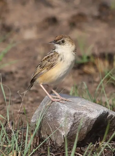 Cloud cisticola, Cisticola textrix at Ezemvelo Nature Reserve, near Bronkhorstspruit, Gauteng, South Africa.