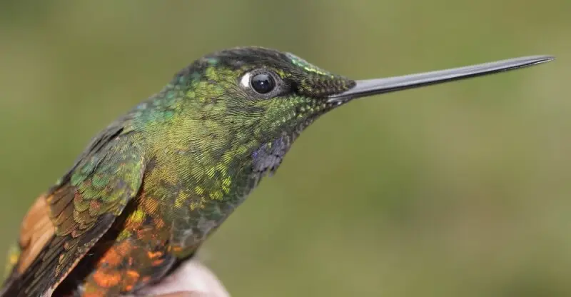 Coeligena bonapartei consita

Birds of Serran?a de Perij? of Colombia and Venezuela (Ornitologia Colombiana [2014] 14: 62?93)