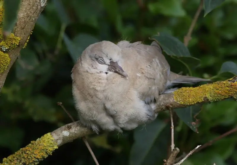 Collared dove (Streptopelia decaocto)