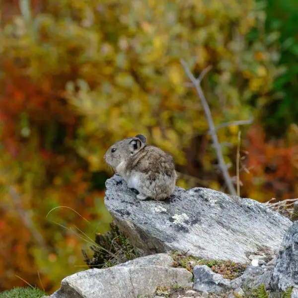 Collared Pika - Facts, Diet, Habitat & Pictures on 