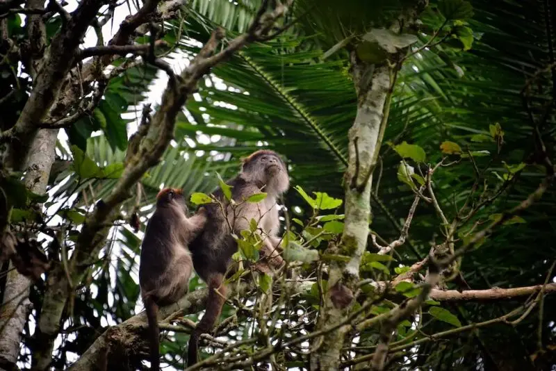 Colobus Monkeys, Ugandan