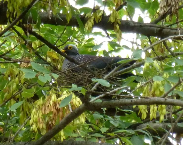 An African olive pigeon incubating in a Narrow-leaved Ash in Lynnwood Glen, Pretoria, South Africa