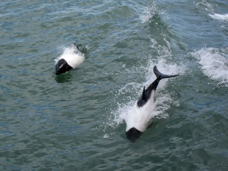 Commerson's dolphins (Cephalorhynchus commersonii) in the Strait of Magellan