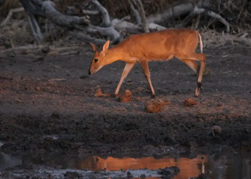 Common Duiker, Sylvicapra grimmia - caught in the final rays of the setting sun