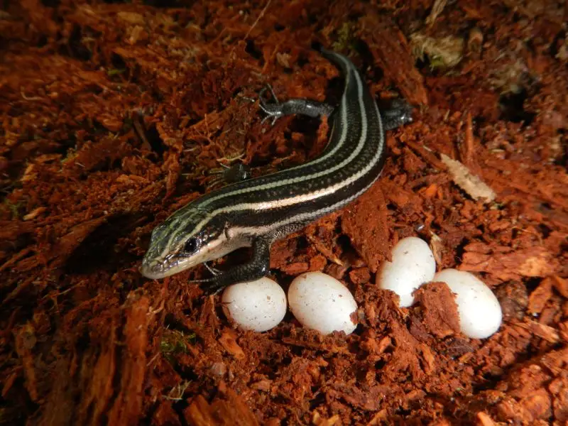 Common Five-lined Skink (Photo by Anne Devan-Song)