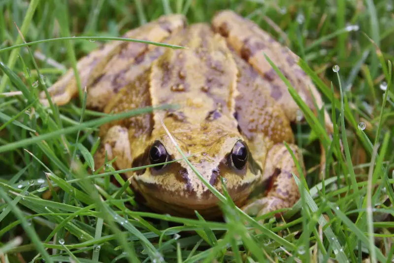 Common frog Facts, Diet, Habitat & Pictures on Animalia.bio