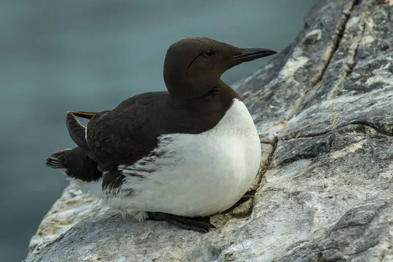 Common Guillemot - Farne Is -FJ0A5474