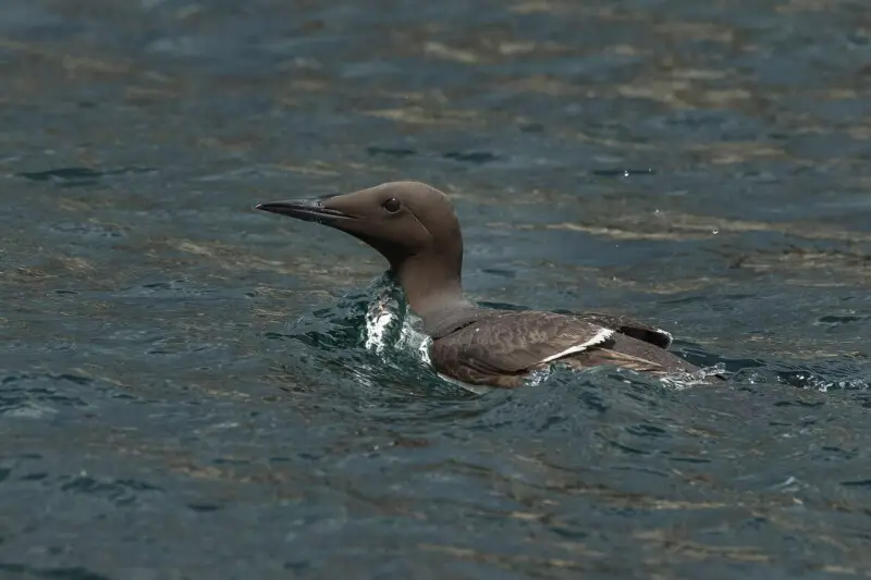 Common Guillemot - Farne Is -FJ0A6556