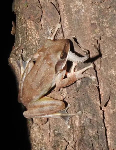 Common Tree Frog Polypedates maculatus feeding on gecko. Clicked by Dr. Raju Kasambe at Goregaon, Mumbai, Maharashtra
