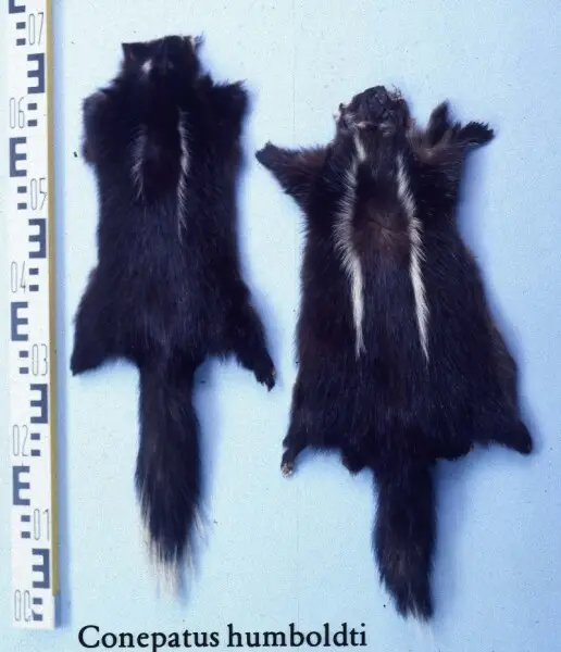 Patagonian skunks fur skins(Conepatus humboldti). Fur skin collection, Bundes-Pelzfachschule, Frankfurt/Main, Germany