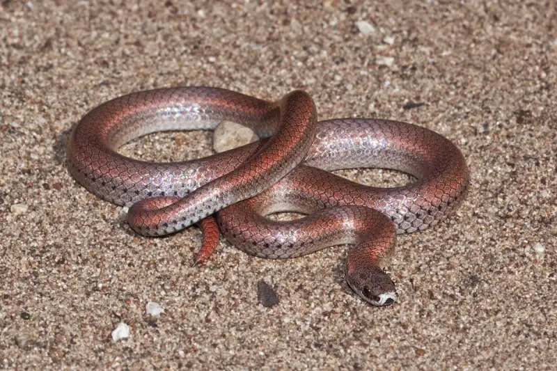 A Sharp-tailed Snake (Contia tenuis), near Lake Nacimiento, San Luis Obispo County, California.