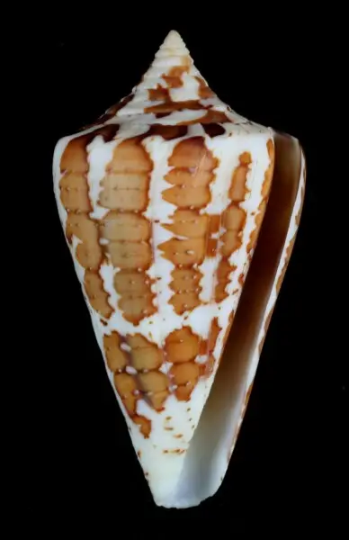 Conidae: Conus archon Broderip, 1833