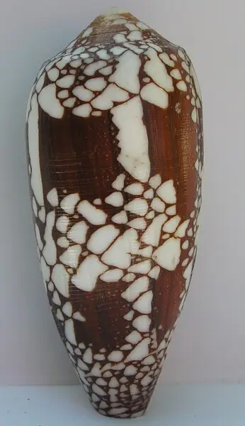 Conus aulicus Linnaeus, 1758&#160;; Papua New Guinea
