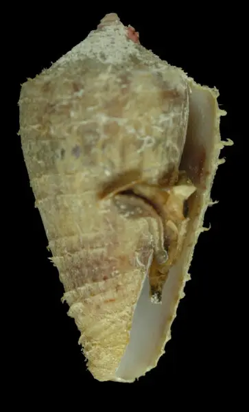 Conus boeticus Facts, Diet, Habitat & Pictures on Animalia.bio