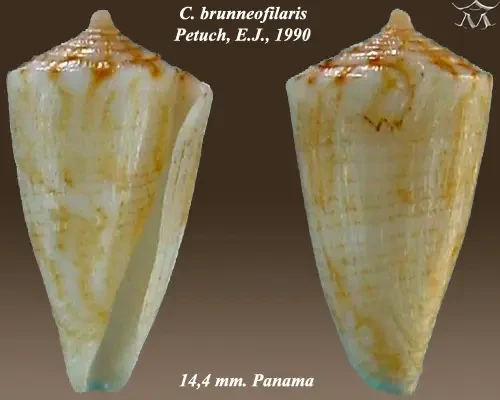 Conus brunneofilaris