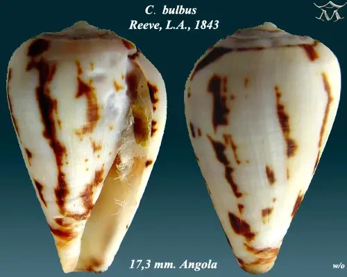 Conus bulbus факти, дієта, ареал і фотографії на Animalia.bio