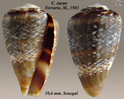 Conus cacao