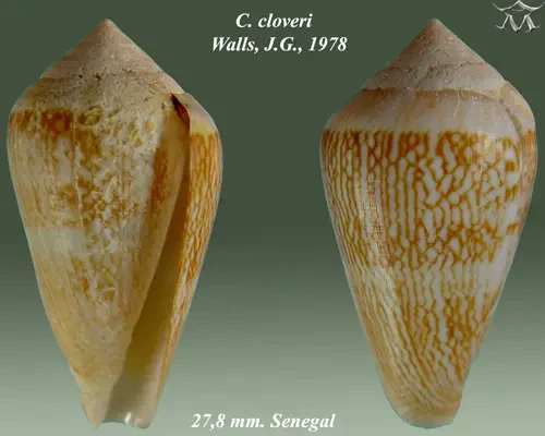 Conus cloveri