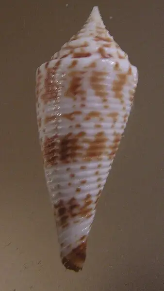 Conasprella comatosa (Pilsbry, 1904)&#160;; the Philippines