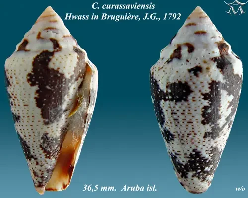 Conus curassaviensis